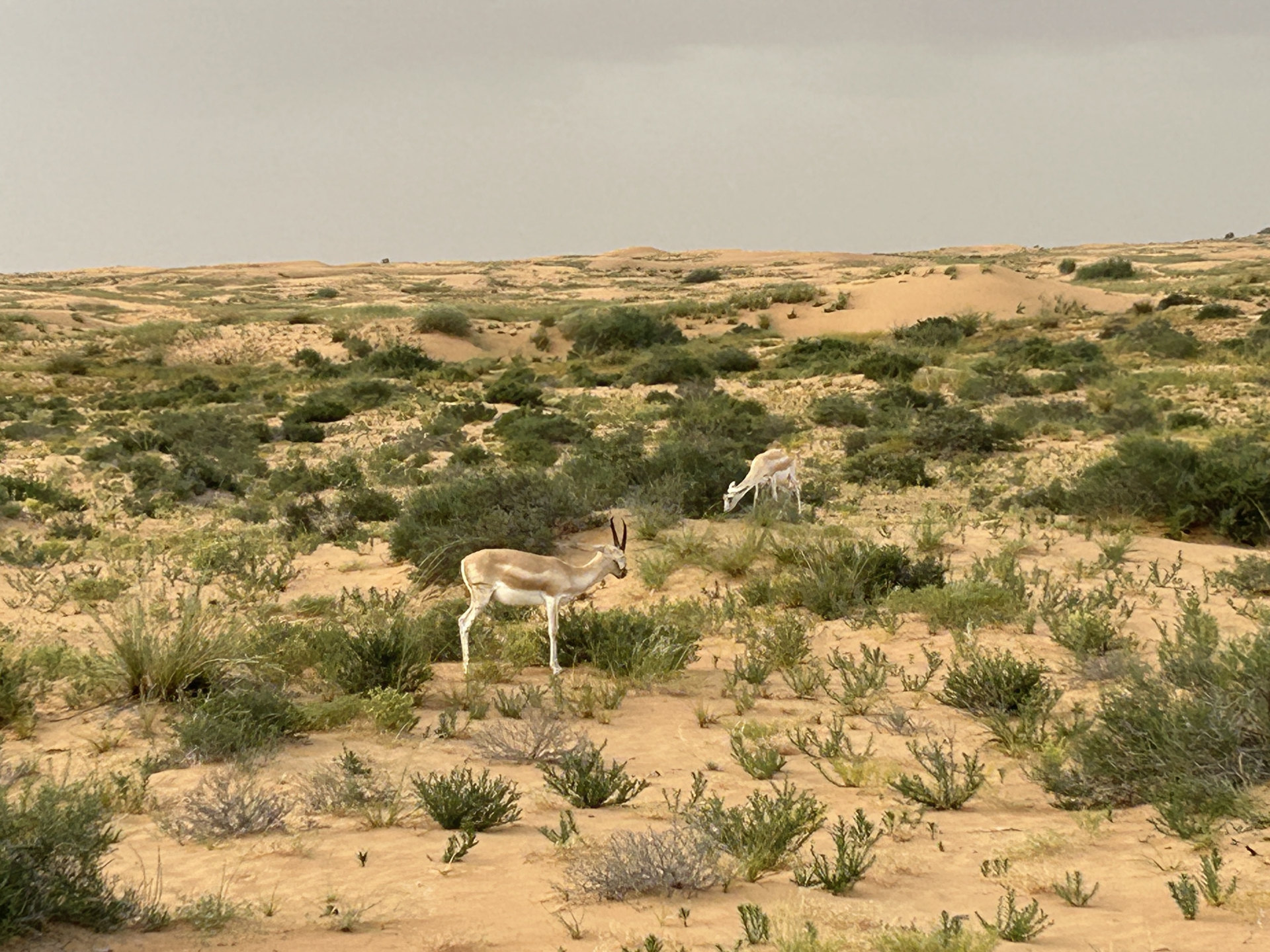 Emirati wildlife