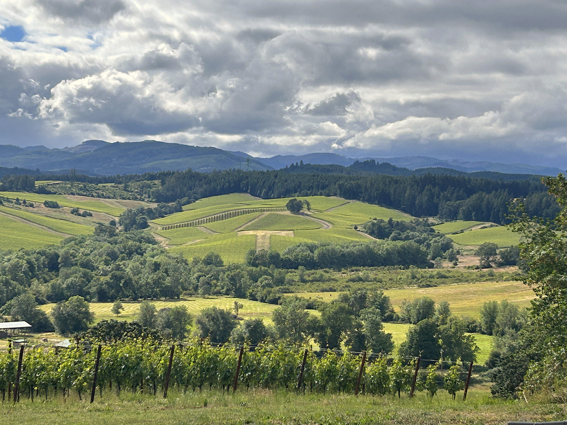 View looking down into the Willamette Valley, showing vineyards