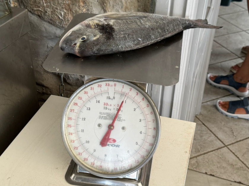 Fish being weighed on scales, at 800 g.